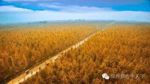 银杏2娱乐,探索现代娱乐新境界